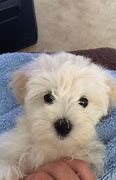 Image result for 9 Week Old Maltipoo Puppy