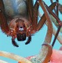 Image result for Cool Spiders