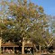 Image result for Shumard Oak - 5-6 Ft. By Plantingtree