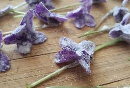Image result for Sugared Violets