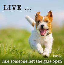 Image result for Inspiring Animal Quotes