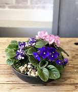 Image result for Best Pots for Violets