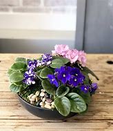 Image result for A Potted African Violet Plant