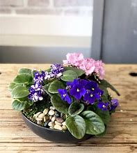Image result for African Violet Flower Pots