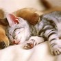 Image result for Puppy and Kitty Wallpaper