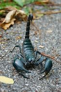 Image result for Giant Black Scorpion Thailand