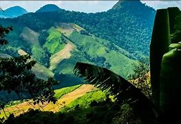 Image result for Thailand Jungle