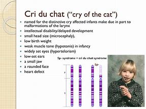 Image result for Le CRI Du Chat Inherited