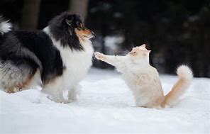 Image result for Cats and Dogs Snow