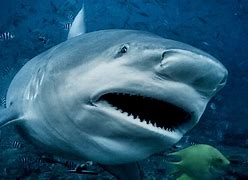 Image result for Bull Shark Attacks