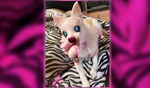 Image result for Klaus Barbie Dogs