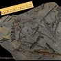 Image result for Plant Fossils Identification