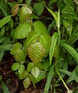 Image result for Poison Ivy Pics