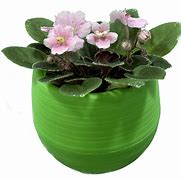 Image result for Small African Violet Pot