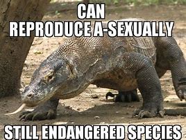 Image result for Komodo Dragon Funny