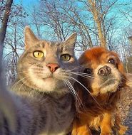 Image result for Kitty Cat Selfies