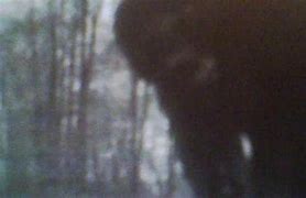 Image result for bigfoot news articles