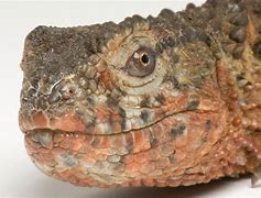 Image result for Reptile Store Near Me
