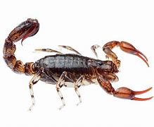 Image result for Wood Scorpion