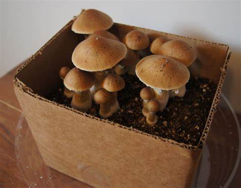Growbox gibt es auch für normale Pilze