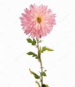 Résultat d’images pour images, photos fleur chrysanthème