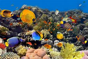 Image result for Saltwater Marine Fish