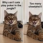 Image result for Funny Cheetah Jokes