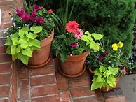 Image result for Spring Flower Plants in Pots