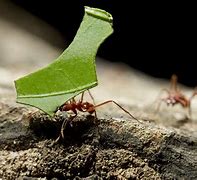 Image result for Leaf Cutter Ant Farm