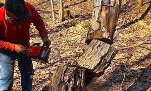 Image result for Cutting Leaning Tree Down