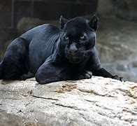 Image result for Black Panther Animal Poster