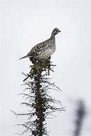 Image result for Alaska Winter Birds