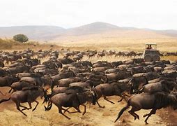 Image result for Wildebeest Stampede