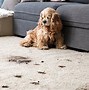 Image result for Cost of Carpet Cleaning