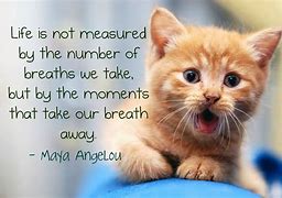 Image result for Funny Cat Quotes Inspirational