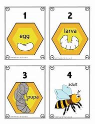 Image result for Bee Life Cycle Activity