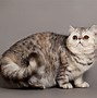 Image result for Exotic Pet Cat Breeds