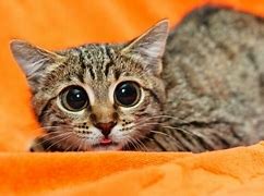 Image result for Funny Stressed Cat