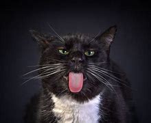 Image result for Funny Cat Wallpaper