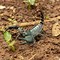 Image result for Scorpion as a Pet