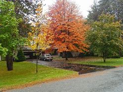 Image result for Backyard Trees