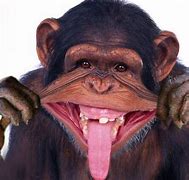 Image result for Monkeys Doing Funny Things