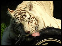 Image result for Majestic White Tiger