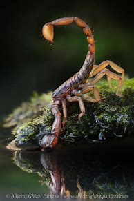 Image result for Scorpion Animal Skin