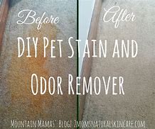 Image result for DIY Pet Stain and Odor Remover