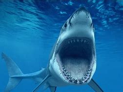 Image result for Shark Attack in River