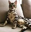 Image result for Striped Bengal Cat