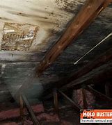 Image result for Attic Black Mold Removal