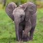 Image result for Baby Elephant Playing