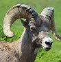 Image result for Different Types of White Rams